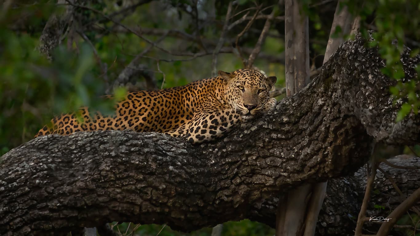 Sri Lanka Wildlife & Photography Expedition — signature tour of Sri Lanka